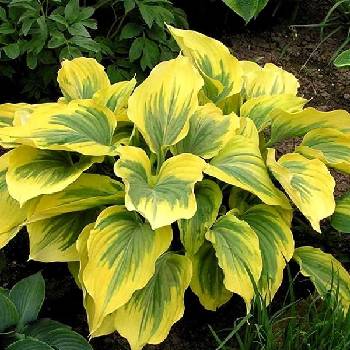 Хоста Hosta ‘Ivory Coast’